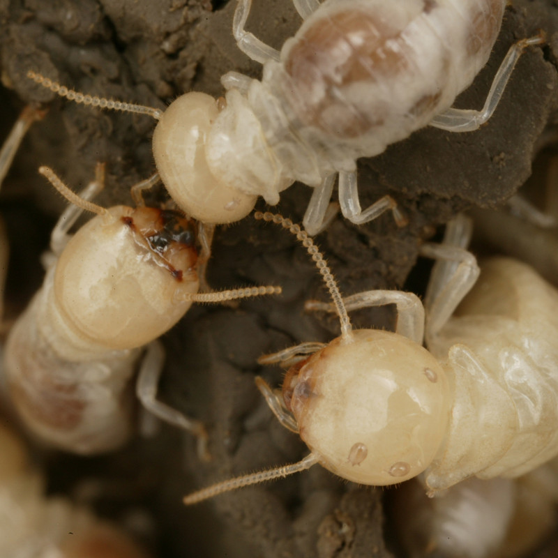 Eradicating Live Termites | Circular Pest Services